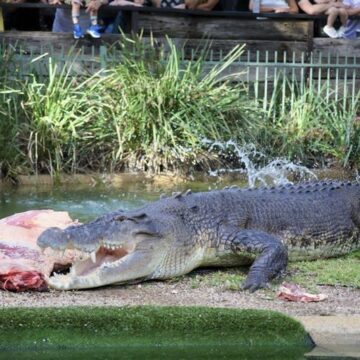 Un Australian A Reușit Să Scape Cu Viață, După Ce și-a Scos Capul Dintre Fălcile Unui Crocodil