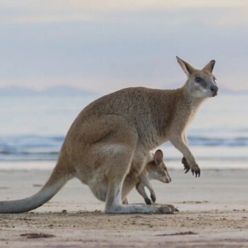 Melbourne și Victoria te așteaptă cu destinații impresionate și drumeții inedite