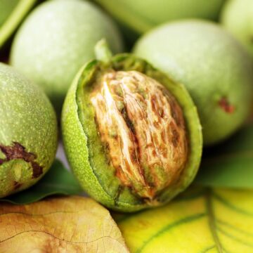Dulceata-de-nuci-verzi-reteta.jpg Dulceață De Nuci Verzi Rețeta Ca Pe Vremea Buniciilor