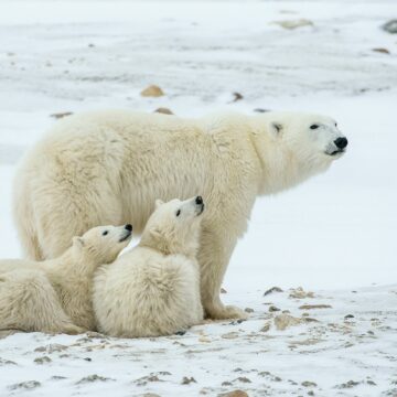 curiozitati-despre-ursul-polar.jpg Curiozități Despre Ursul Polar | Libertatea
