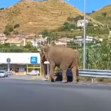 Un Elefant Scăpat De La Circ, Surprins Pe O Autostradă Din Italia. Se îndrepta Spre Un Supermarket
