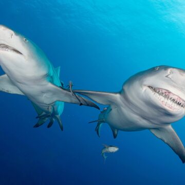 „Le Dă Foc La Creier”. Rechini „drogați” Cu Cocaina Aruncată De Traficanți în Largul Coastelor Floridei