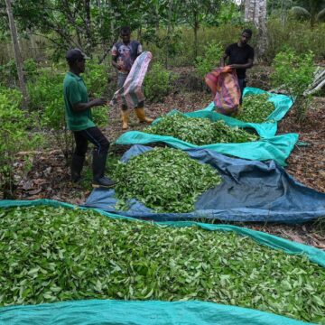 ONU: Prăbușirea Prețului Plantei Coca, Ingredientul Principal Al Cocainei, Pune în Pericol Securitatea Alimentară Din Columbia