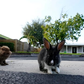 Invazie De Iepuri în Orașul Fort Lauderdale Din Florida. Din Ce Cauză Au Ajuns Animalele Să Se înmulțească Pe Străzi