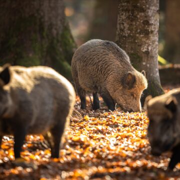 „Invazie Pe Scară Largă”. Încă Un Oraș Din Italia Se Confruntă Cu Problema Prezenței Porcilor Mistreți
