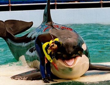 Miliardarul Jim Irsay dă 20 de milioane de dolari pentru salvarea balenei Tokitae. Orca se află în captivitate de 53 de ani