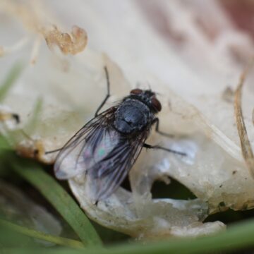 Muștele Moarte Ar Putea Fi Folosite Pentru A Produce Plastic Biodegradabil – Studiu