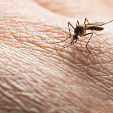 aedes.jpg Virusul West Nile – Cum Se Manifestă și Cum Se Tratează