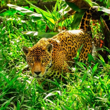 animale-care-traiesc-in-jungla-amazoniana.jpg Animale Care Trăiesc în Jungla Amazoniană