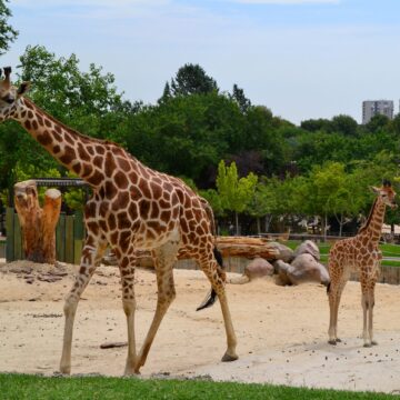 gradini-zoologice-din-romania-tarife-si-program-scaled.jpeg 9 august marchează ziua internațională a grădinilor zoologice și a parcurilor. Iată unde găsești cele mai bune grădini zoologice în Europa