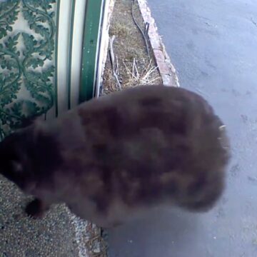 Un Urs Dat în Urmărire După 21 De Spargeri De Locuințe A Fost Capturat în California. Ce Se Va întâmpla Cu Hank The Tank