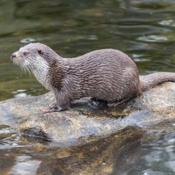 vidra-animal.jpg Vidra – Curiozități și Lucruri Interesante Despre Acest Animal