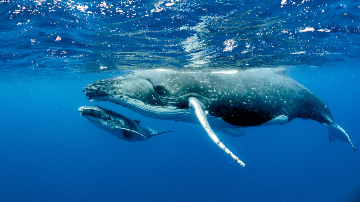 Pacificul este casa balenelor cu cocoașă. Ele atrag mii de turiști în Columbia