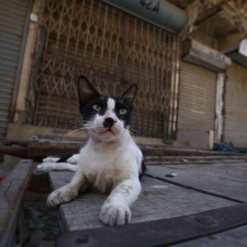 O Pisică A închis O Femeie Pe Balcon, în Ucraina. Stăpâna A Fost Salvată De Pompieri, După 2 Ore