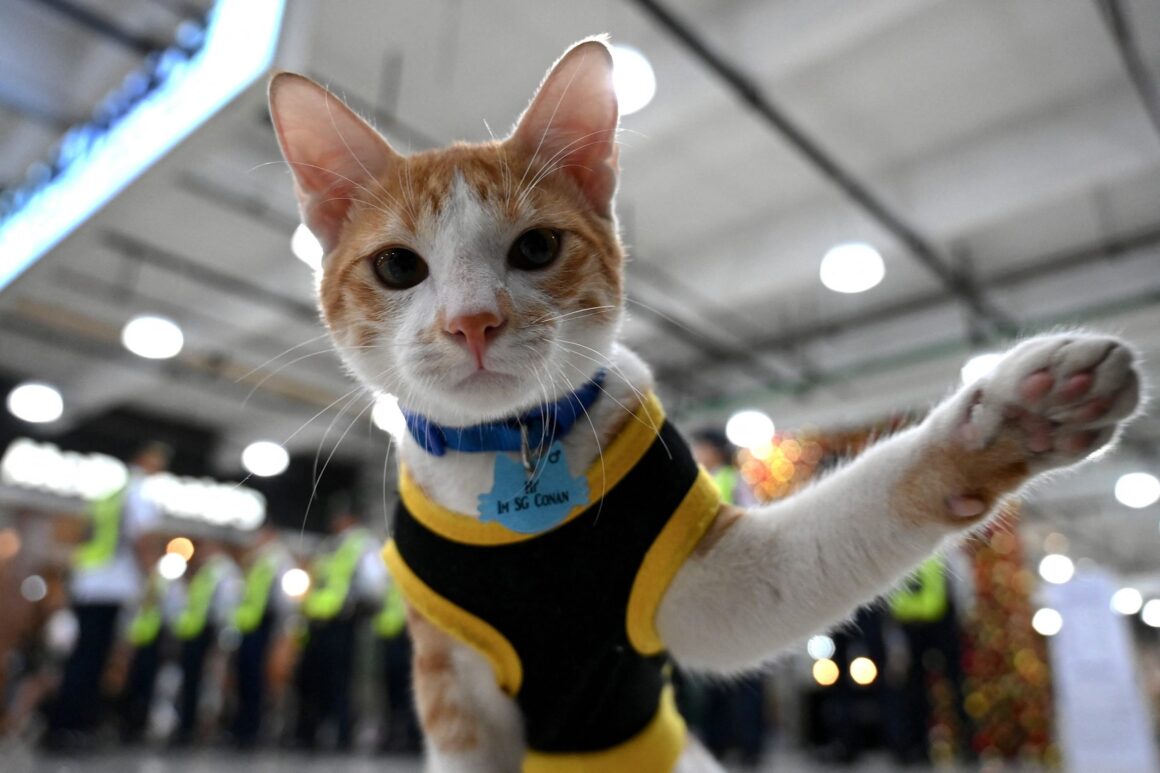 Patrula Felinelor: Pisicile Fără Stăpân Sunt Adoptate De Agenții De Pază Din Filipine și Efectuează Misiuni De Verificare A Bagajelor | FOTO