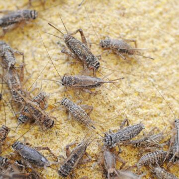 shutterstock1301565817-scaled.jpg Scandal între PSD și AUR La Votul Care Reglementează Folosirea Făinii Din Insecte. Senator Social-democrat: „Produsul Tradițional Să Nu Fie Spurcat”