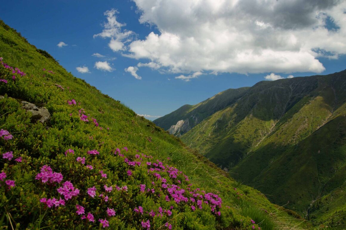 Fundația Conservation Carpathia vrea să creeze cel mai mare parc împădurit de pe continent. Proiectul ajunge în presa din afară
