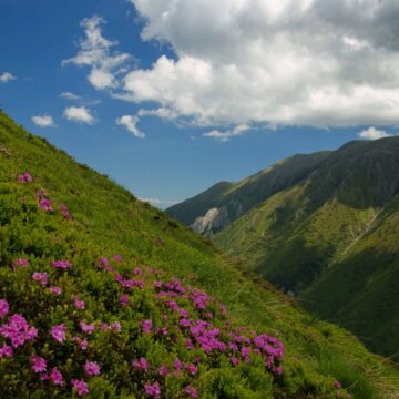 Transylvania-rewilded-Conservation-Carpathia_Fagaras-Mountains3_cGeorge-Soare-scaled-1.jpg Fundația Conservation Carpathia vrea să creeze cel mai mare parc împădurit de pe continent. Proiectul ajunge în presa din afară
