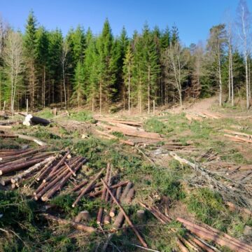 defrisari_shutterstock_136066514-1024x768.jpg Uniunea Europeană Incriminează Distrugerile Aduse Mediului „comparabile Cu Ecocidul”
