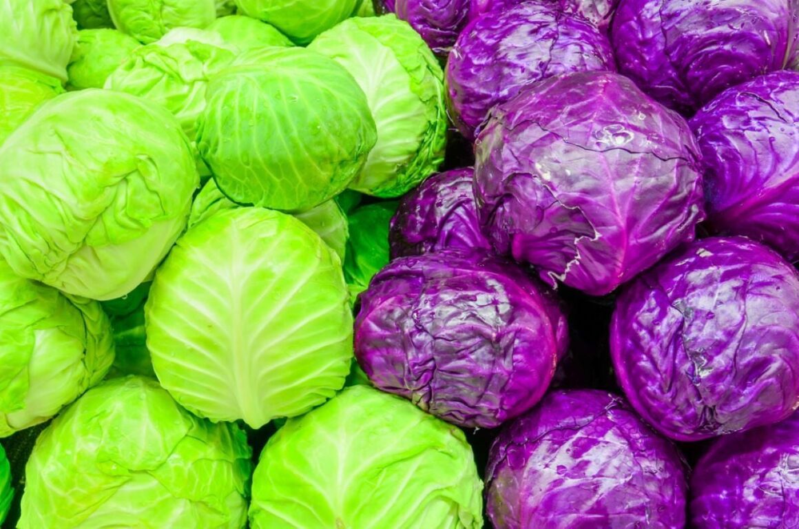 diferenta-dintre-varza-alba-si-varza-rosie.jpg Care Este Diferența Dintre Varză Albă și Varză Roșie