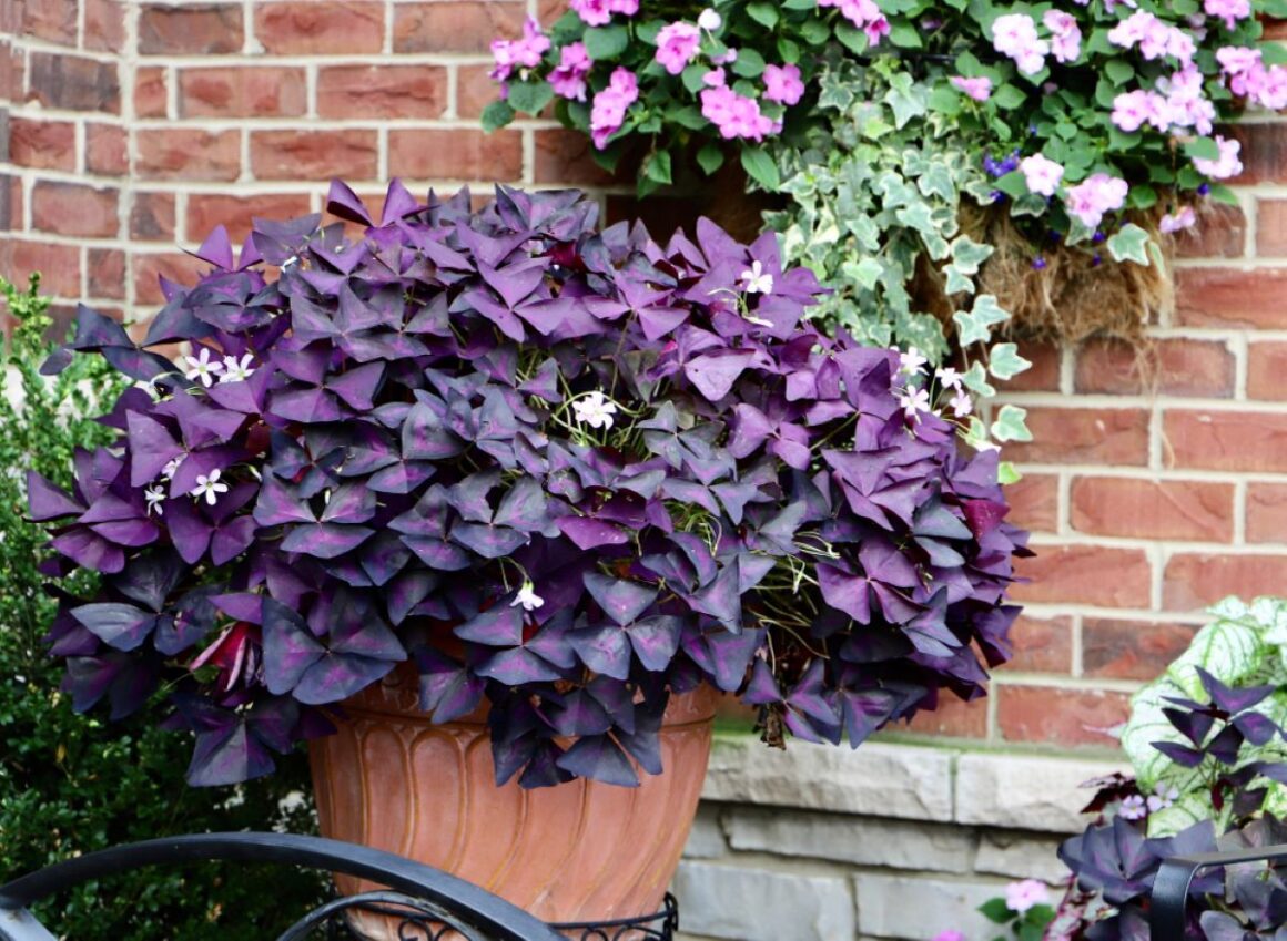Cum Să îngrijești Oxalis Triangularis – Trifoiul Ornamental