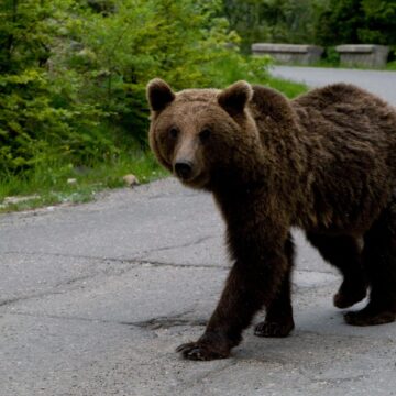 Legea Privind împușcarea Urșilor După Tragedia Din Bucegi, Promulgată De Klaus Iohannis. Ce Prevede Noul Act Normativ