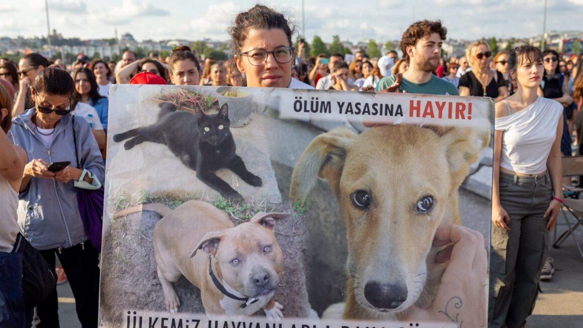 „Luați-vă Mâinile De Pe Animalele Noastre”. Revoltă în Turcia, După Ce Legea „masacrului” Câinilor Maidanezi A Intrat în Vigoare