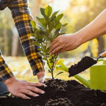 15.000 de puieți și arbori vor fi plantați în Parcul Tineretului