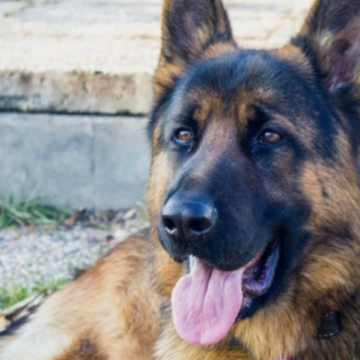 Ce avere are un ciobănesc german, cel mai bogat animal din lume