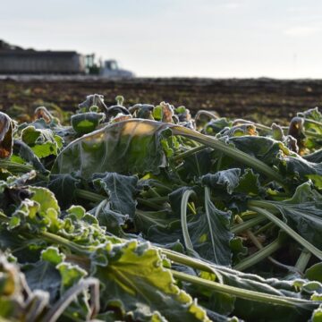 Producătorii români cer despăgubiri din cauza gerului dezastruos