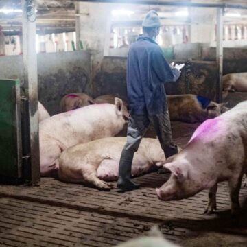 Ungaria a apelat la armată pentru febra aftoasă. Măsură drastică cerută de România pentru laptele ungar