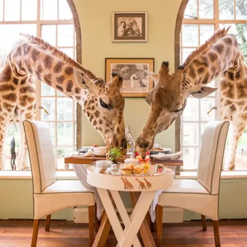 Cum ar fi să-ți începi ziua cu o girafă la fereastră?