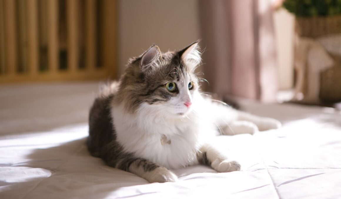 Cum a fost regăsit de familie motanul Felix, care era dispărut de 11 ani