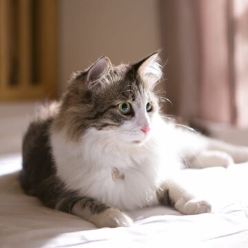 Cum a fost regăsit de familie motanul Felix, care era dispărut de 11 ani