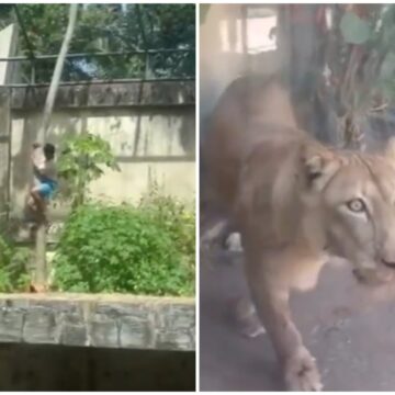 Un tânăr de 19 ani a fost mâncat de o leoaică la o grădină zoo din Brazilia