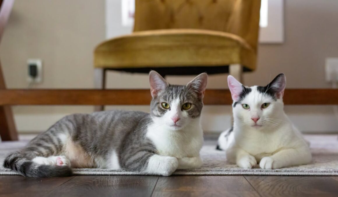 Pisicile ar putea ajuta la înțelegerea cancerului de sân, arată un nou studiu genetic