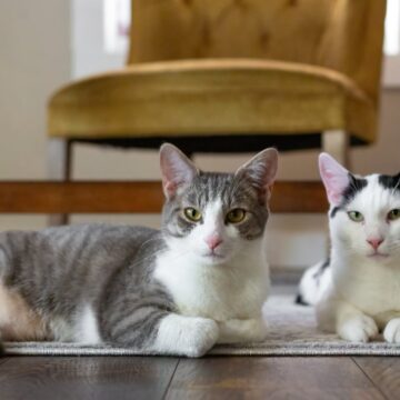 Pisicile ar putea ajuta la înțelegerea cancerului de sân, arată un nou studiu genetic