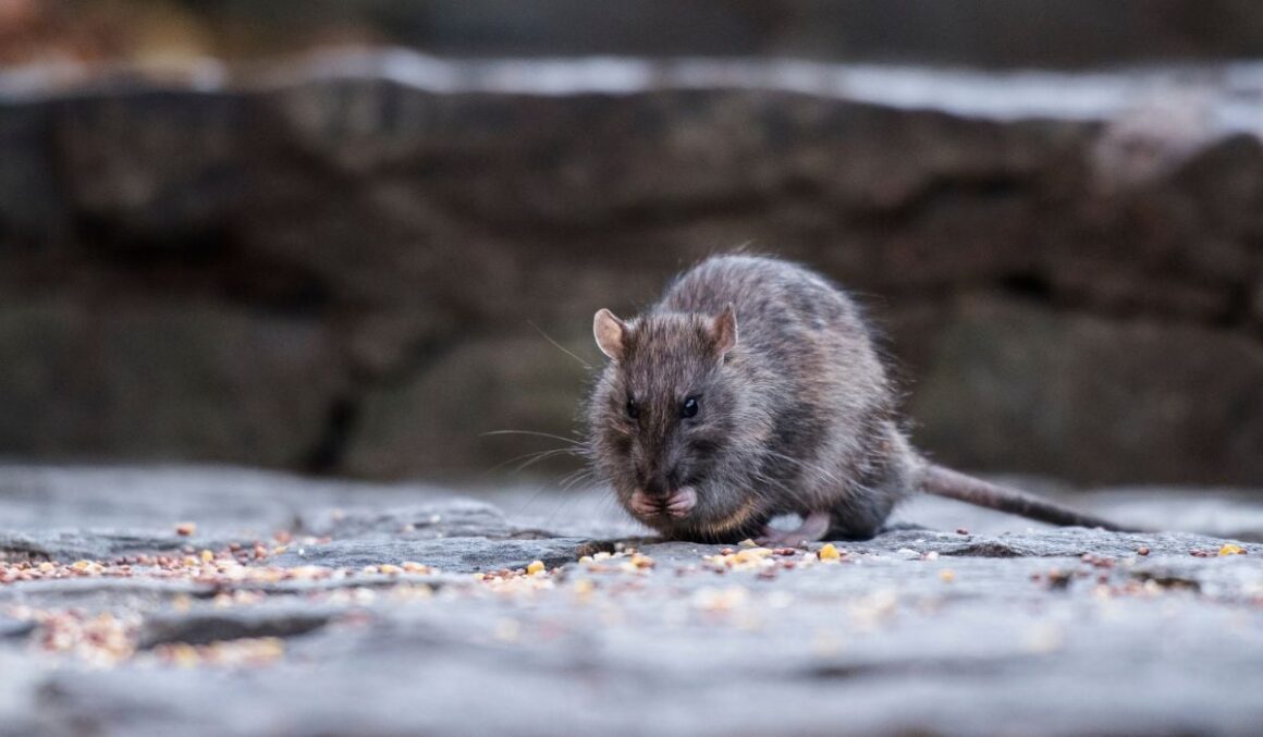 Frigul istoric din New York a scăpat metropola de una din cele mai mari probleme ale sale, șobolanii: „Nu se mai reproduc”