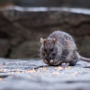 Frigul istoric din New York a scăpat metropola de una din cele mai mari probleme ale sale, șobolanii: „Nu se mai reproduc”