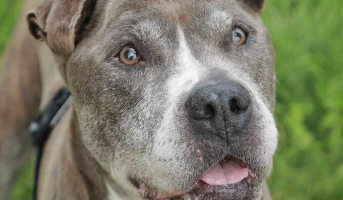 Copil de 13 ani, mușcat de cincizeci de ori de un câine, în Franța