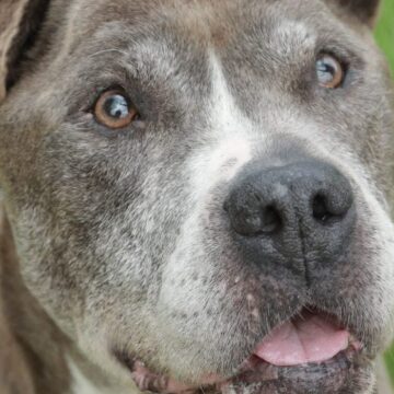 Copil de 13 ani, mușcat de cincizeci de ori de un câine, în Franța