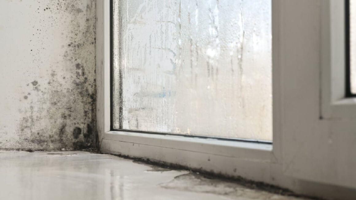 pereti-mucegai.jpg proprietarul a fost condamnat la închisoare și a pierdut zeci de mii de euro