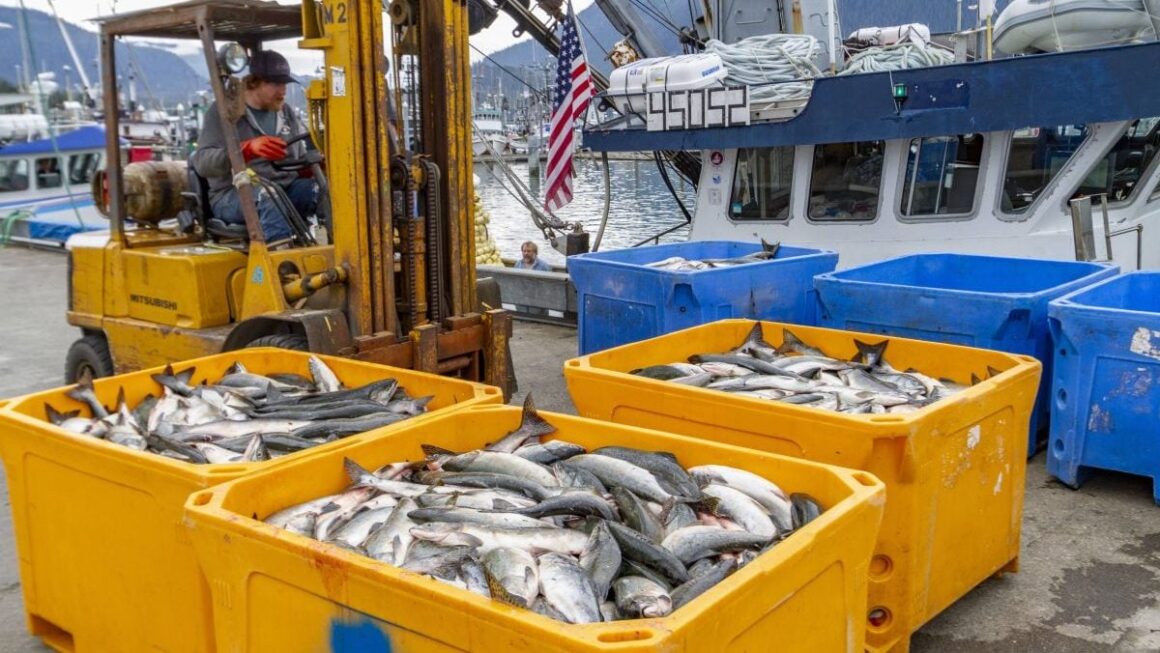 Șase studenți au plecat la muncă sezonieră în Alaska și s-au întors după patru luni cu până la 15.000 de dolari