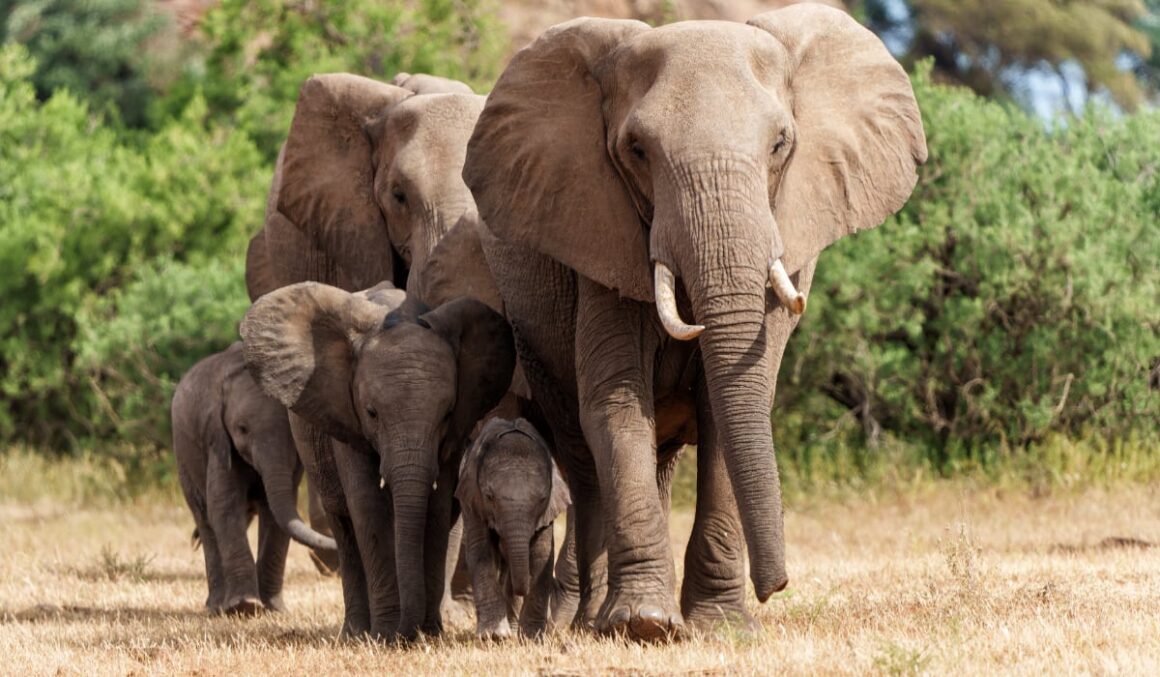 Milionarul american Ernie Dosio a murit pe loc în timp ce se afla la vânătoare, în Africa