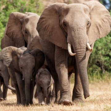 Milionarul american Ernie Dosio a murit pe loc în timp ce se afla la vânătoare, în Africa