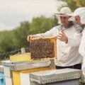 15 euro pe familie de albine, până în 2028