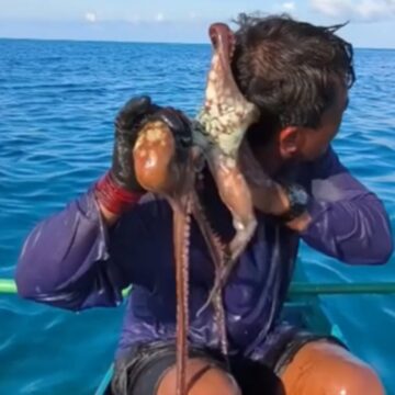pescar-filipine-atacat-caracatita.jpg Momentul în care o caracatiță s-a agățat de fața unui pescar, în Filipine