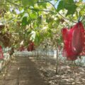 Fructul de 20 de kilograme cultivat în Buzău care poate sta un an în cămară. Românii încep să-i comande semințele