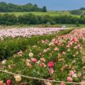 Cultura care l-a făcut pe un fermier să renunțe la vaci după 10 ani. A ajuns la 65 de hectare și exportă în Olanda