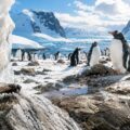 A traversat planeta și acum se reproduce lângă pinguini. Musca care îi îngrijorează pe cercetătorii din Antarctica
